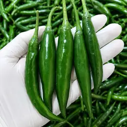 พริกใหญ่เขียว (พริกชี้ฟ้าเขียว)
