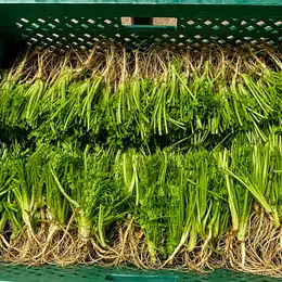 รากผักชี